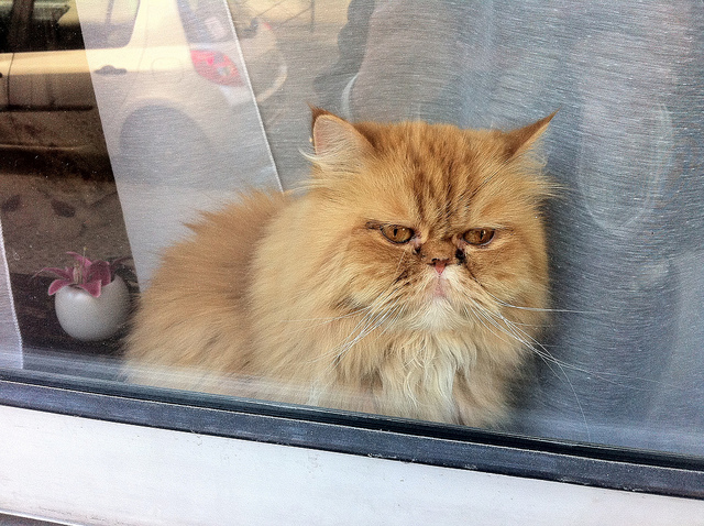 A grumpy lookin cat ina window in Paris